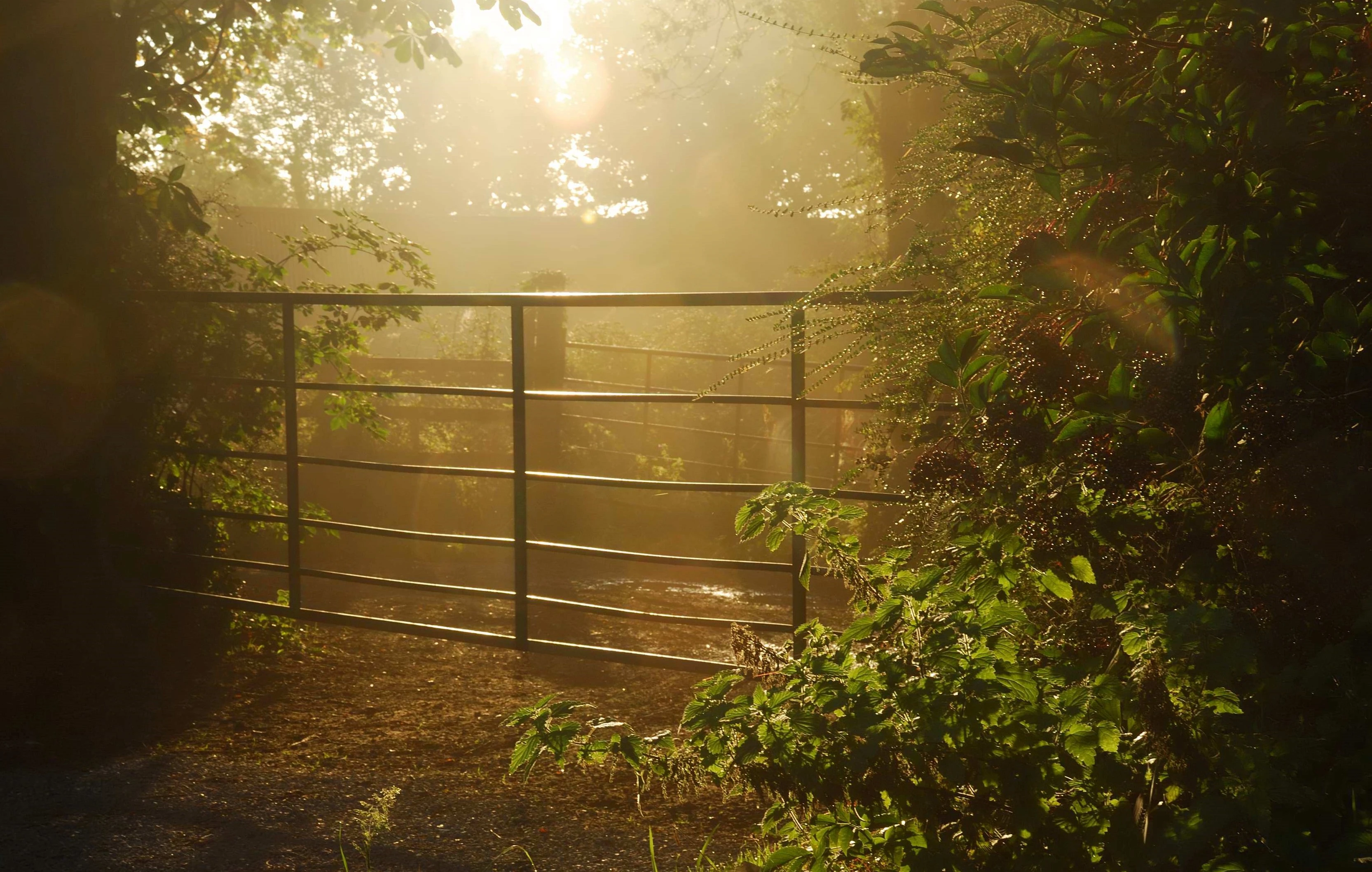 A gate in a wooded clearing back lit by the setting sun